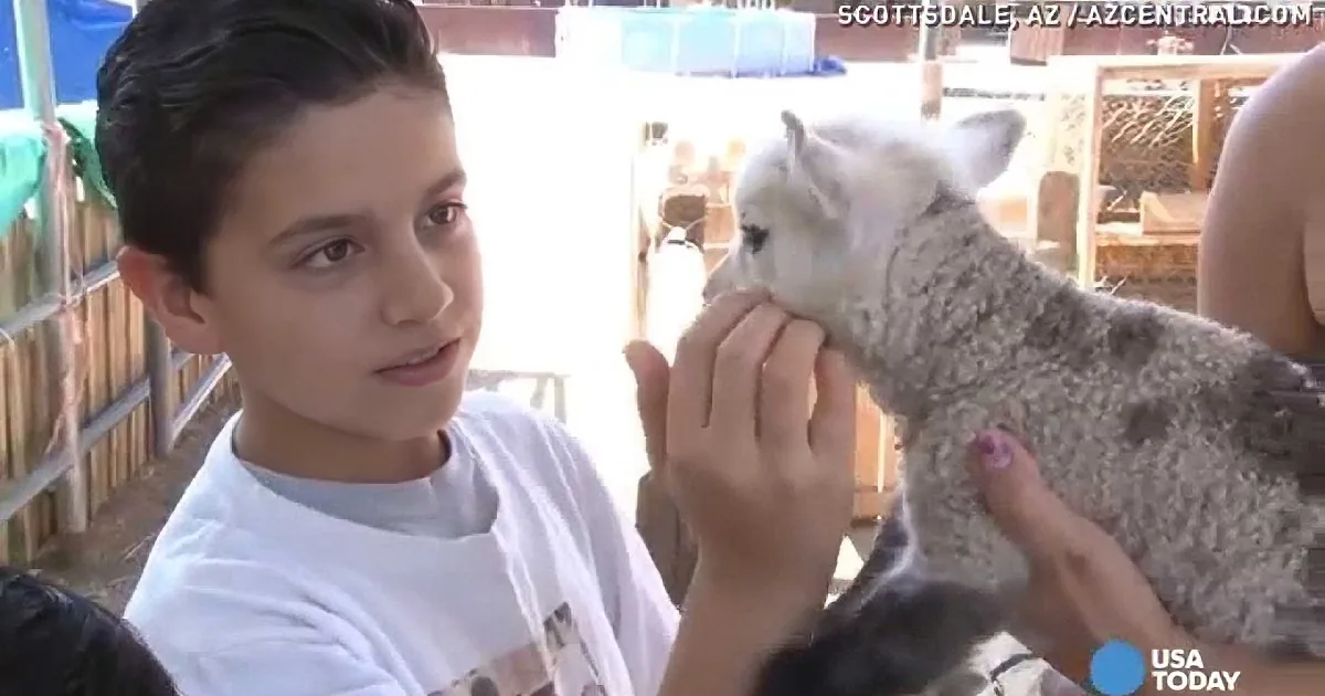 What Exactly Is a Geep, You Ask? It Is the Fluffiest and Cutest Thing on Four Legs