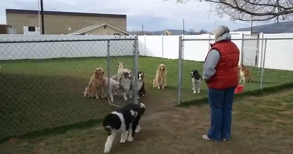 A woman in a red vest stands facing a group of dogs in an outdoor fenced area.