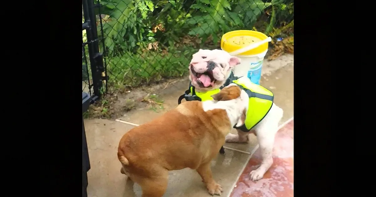 A bulldog wearing a yellow safety vest and carrying a yellow bucket on its back stands outdoors.