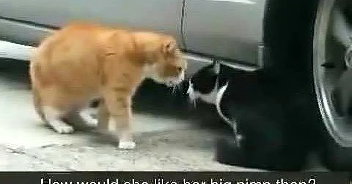 When You Find out Why This Cat Is Shouting at His Friend, You''ll Be Floored!