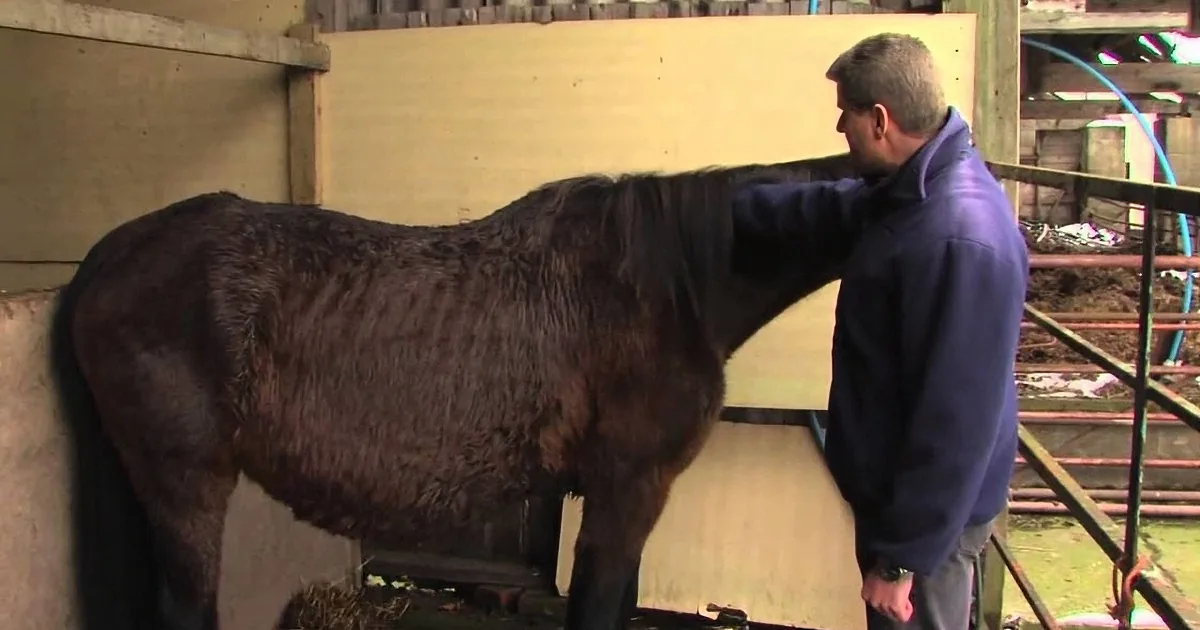 Watch What He Did When He Found This Horse and Her Baby Dying in the Snow, It Will Leave You in Tears!