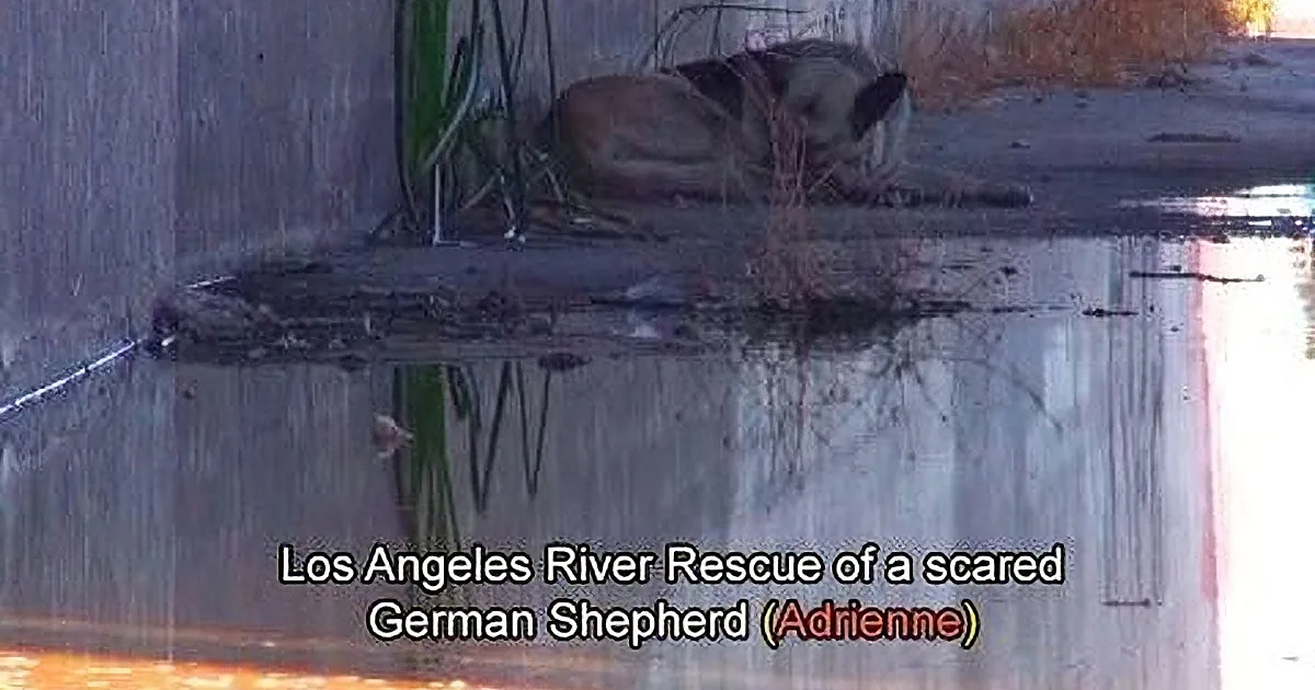 A German Shepherd dog lies on a concrete ledge near a puddle, with text overlay mentioning the Los Angeles River and a...
