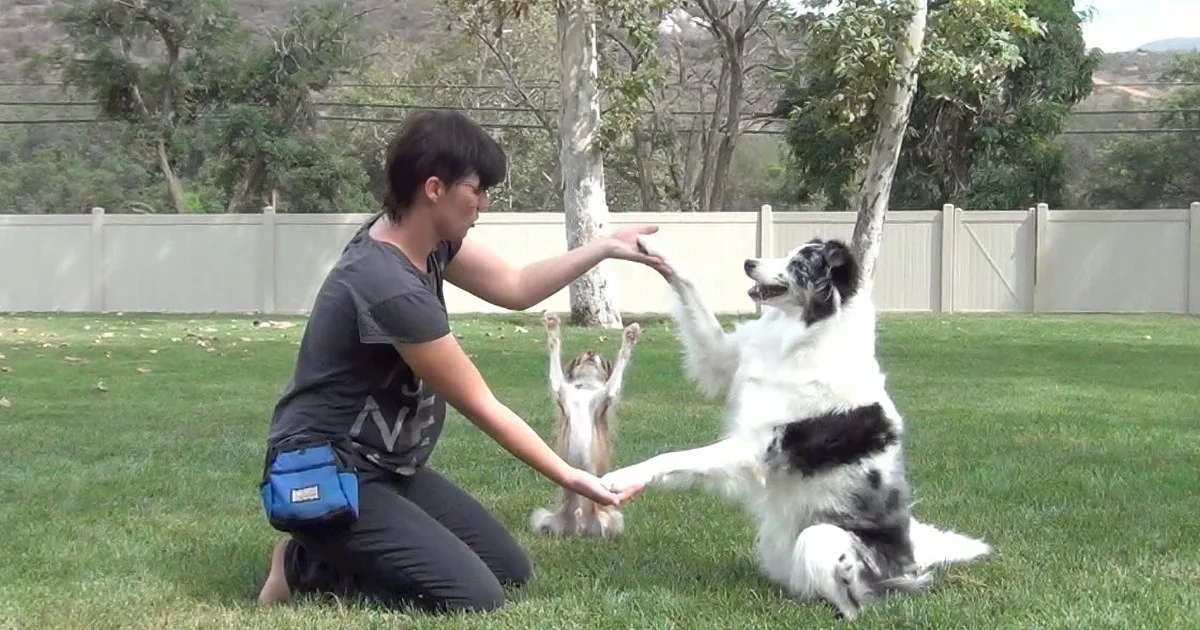 She Told Her 3 Dogs to Line up. Pay Attention to What the One on the Left Does! Wow!