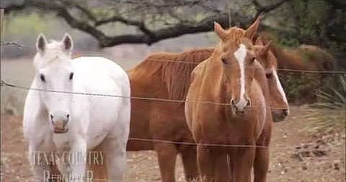He Looks a Rescued Horse in the Eyes. What He Said Next Tore Me Apart...Touching!