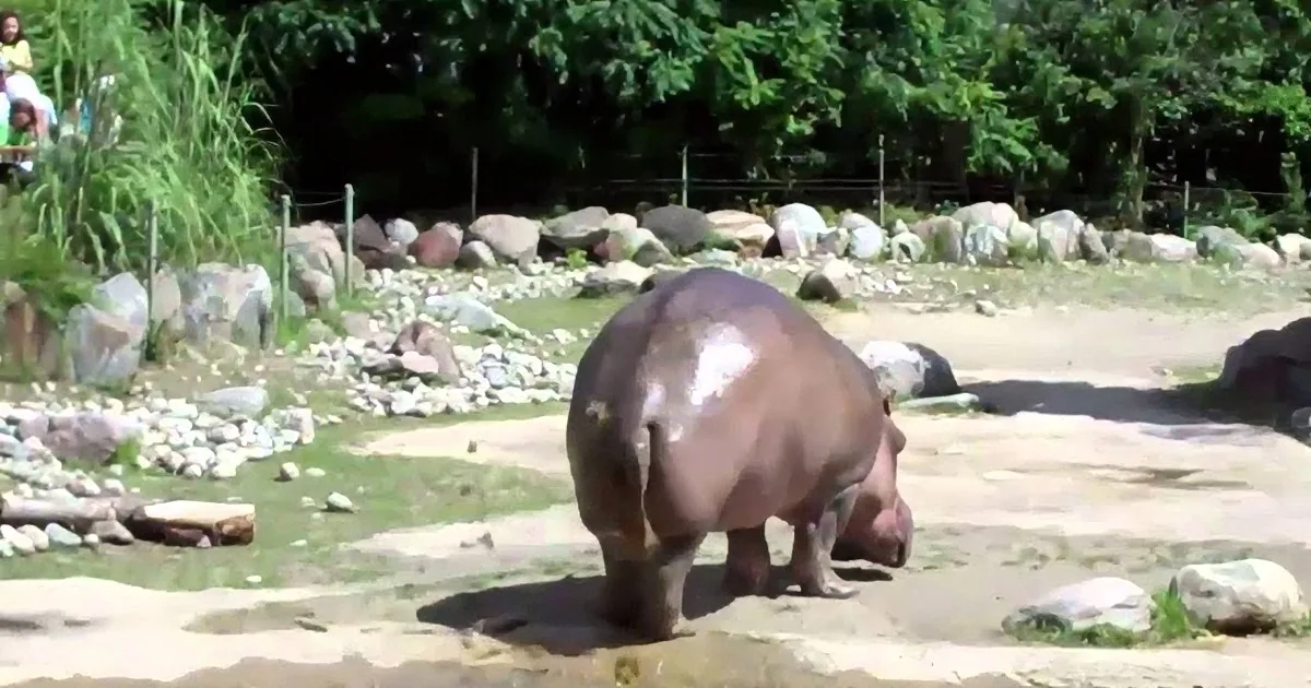 They Caught That Hippo Farting on Camera. What He Did Next Is Even More Hysterical!
