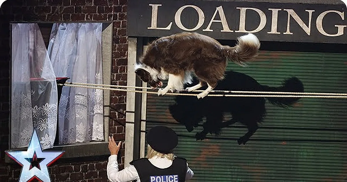 When You See How This Criminal Dog Reacts When He Is Caught, You Will Be Left in Hysterics! LOL!