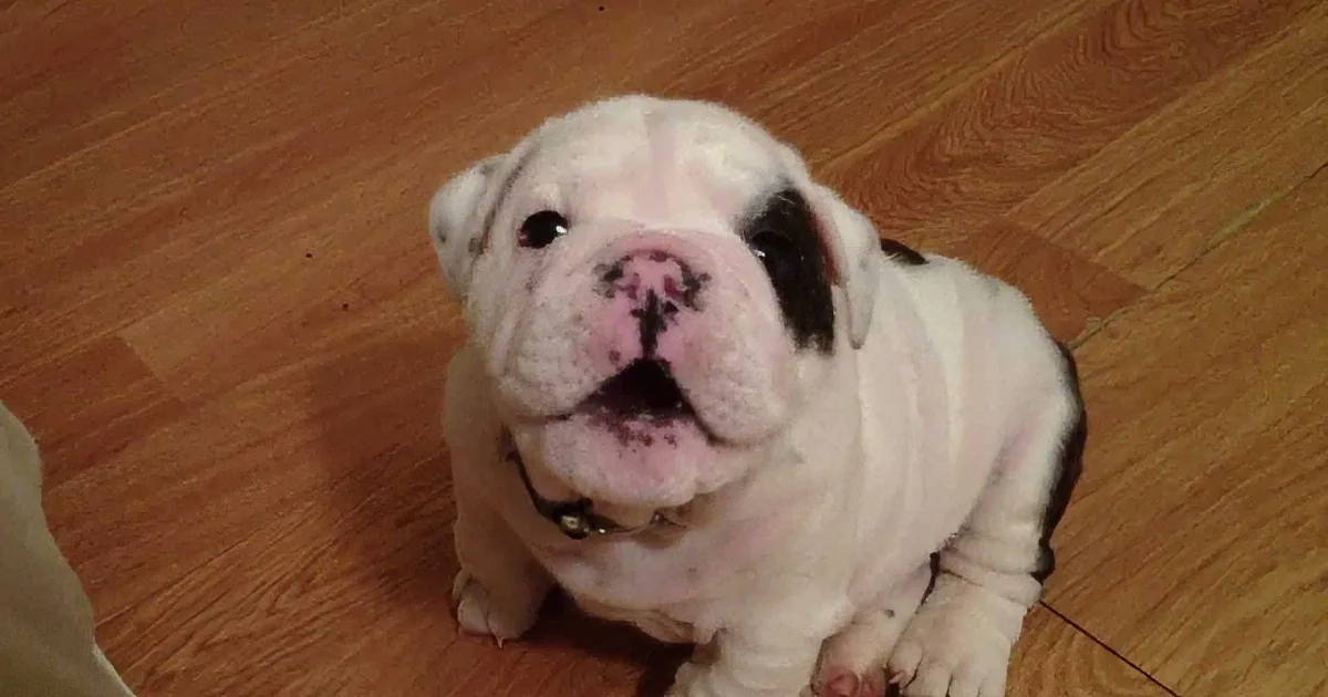 A white bulldog puppy with a black spot on its head sits on a wooden floor, looking up.