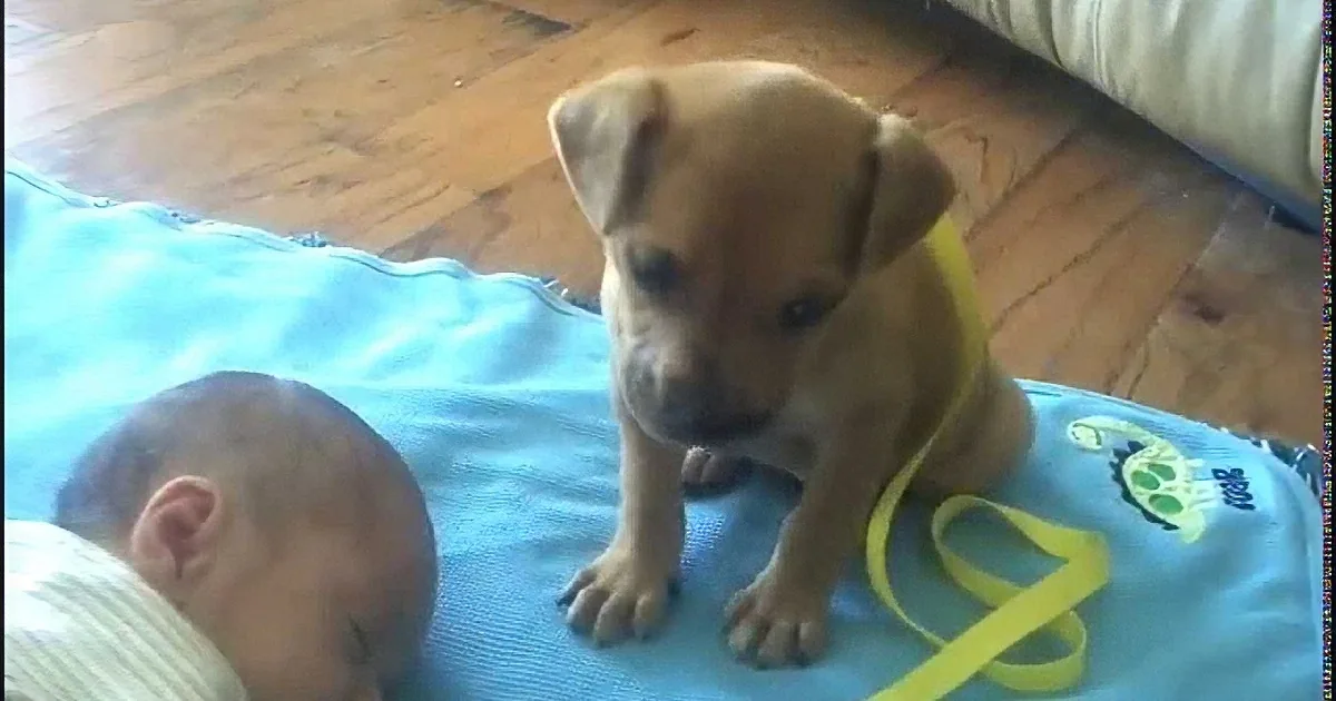 A puppy wearing a yellow harness stands on a blue blanket near a sleeping baby.