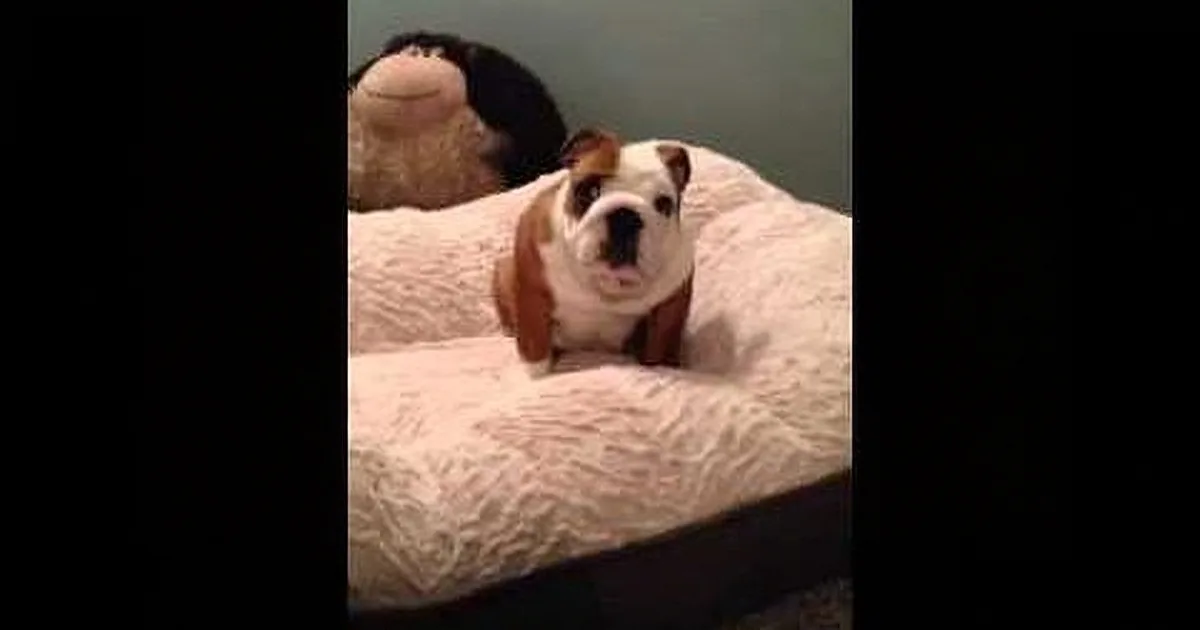 A bulldog sits on a fluffy white bed, looking up with a curious expression.