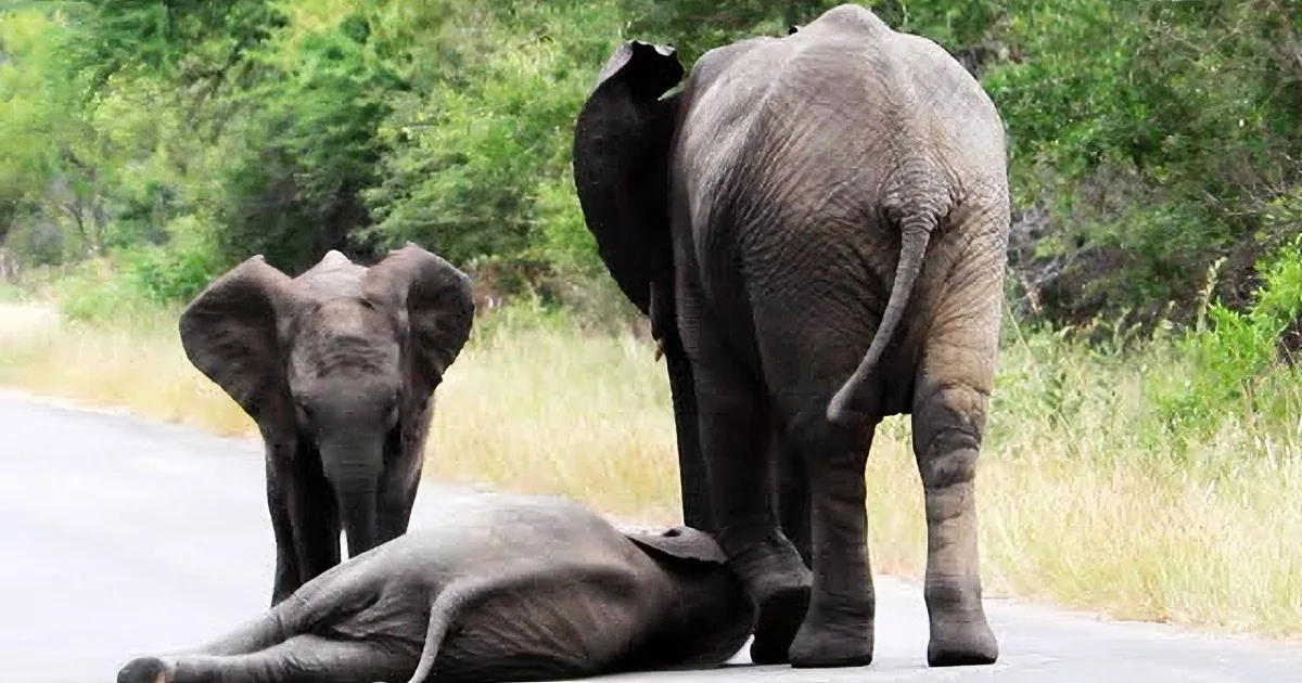 A baby elephant lies on the ground while an adult elephant stands nearby, both in a grassy area with trees in the background.