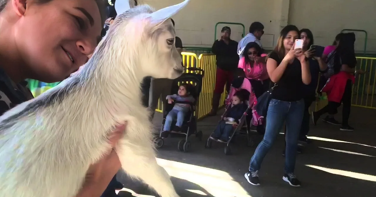 A person holds a white goat in a lively outdoor setting with people and strollers in the background.
