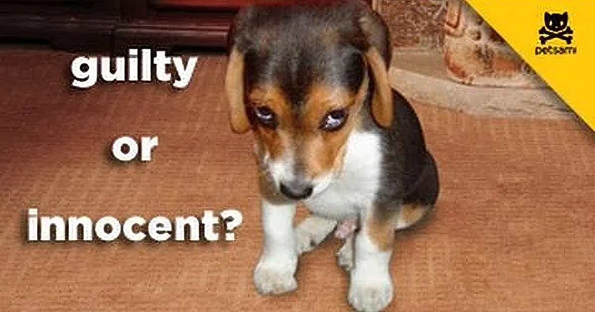 Dad Found Torn up Sheets in His Bed Room. Where the Guilty Dog Was Hiding? Hilarious!