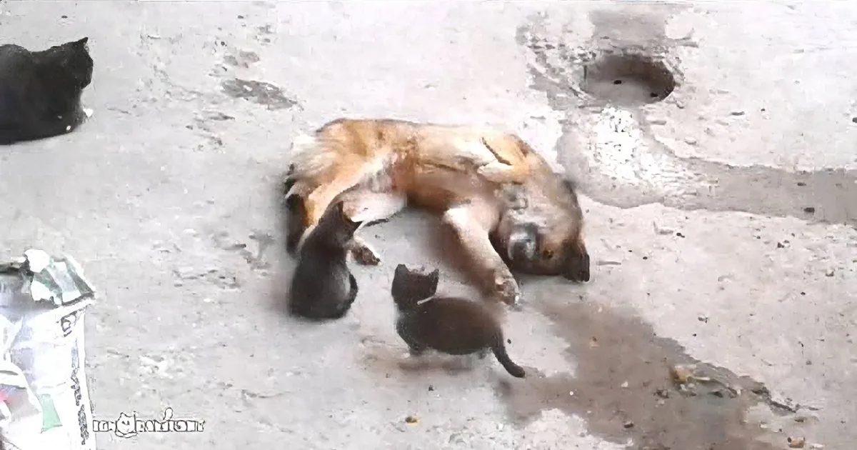 Mom Introduces Her Kittens to an Old Best Friend. Wait Till You See the Kittens'' Reaction!
