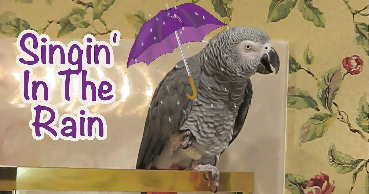 A parrot perched on a perch with a purple umbrella above it, with "Singin' In The Rain" text on the left.