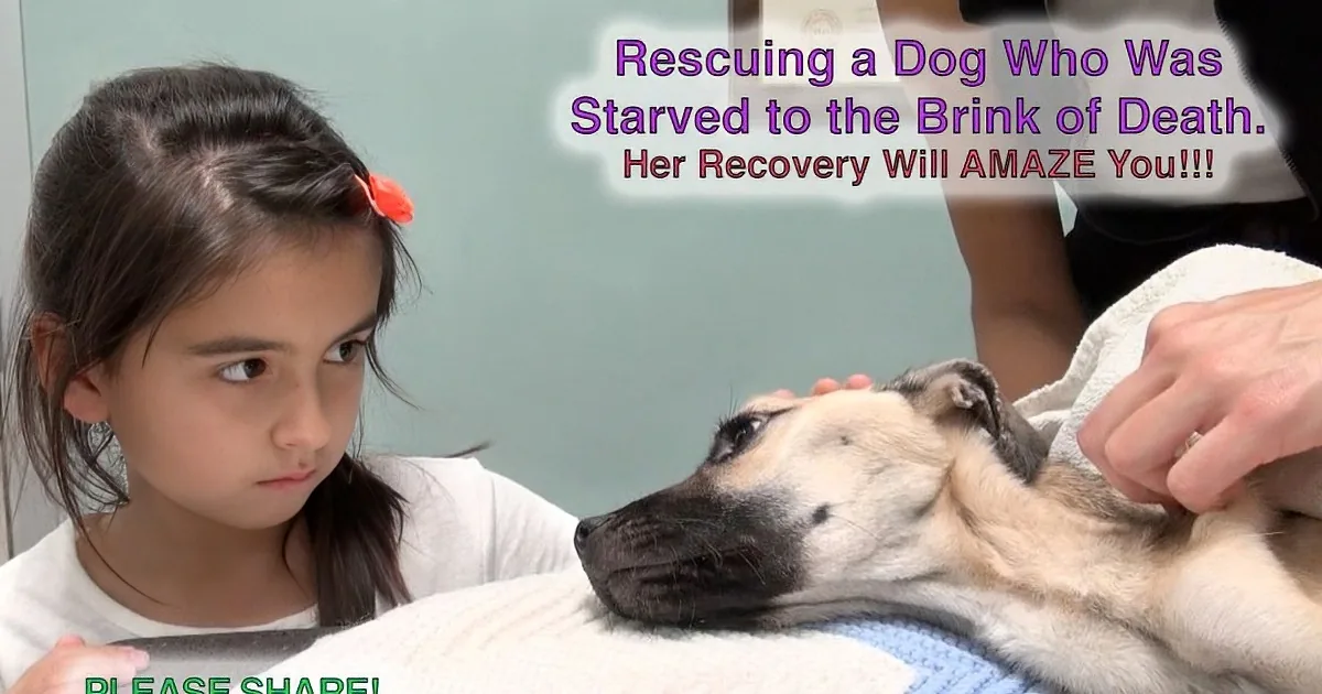 They Ruthlessly Starved That Poor Dog. Wait Till You See What Happened Next! OMG!