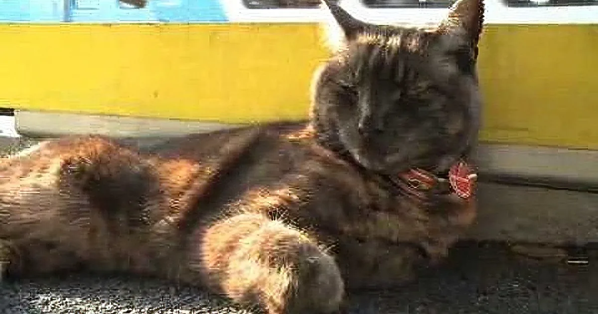 A tabby cat lounges on a paved surface, with a yellow wall and blurred background.