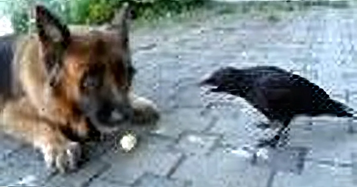 A Crow Approached That Dog. How the Dog Responded? OMG... I Can''t Believe It!