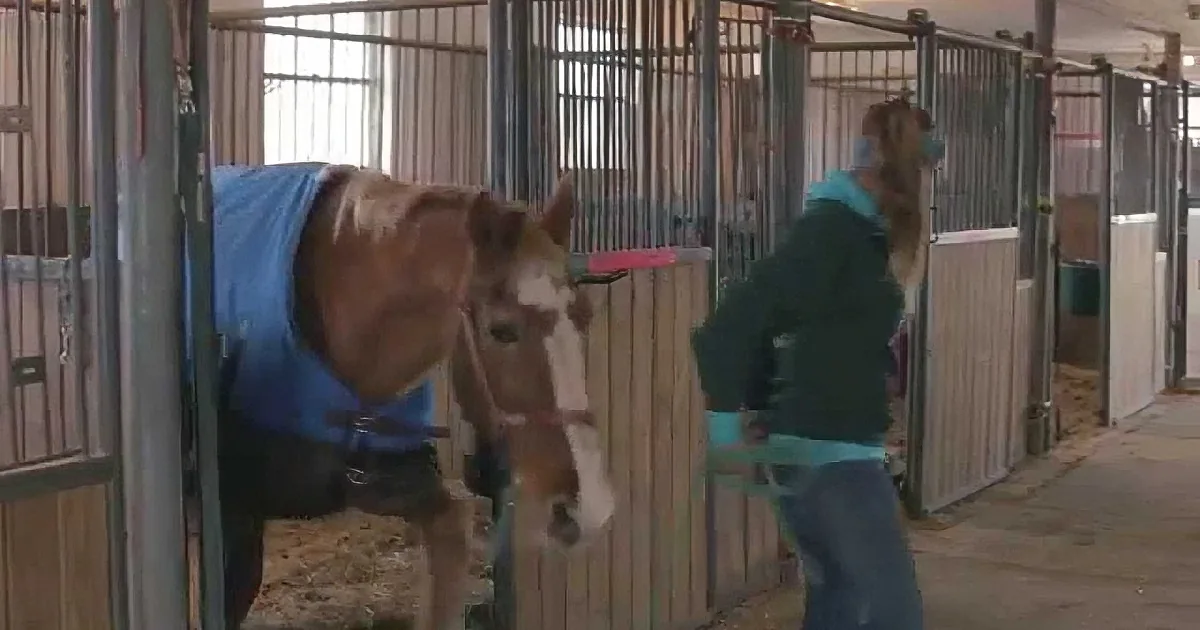 Something Incredible Happens to the Horses on This Rescue Farm! Wow!