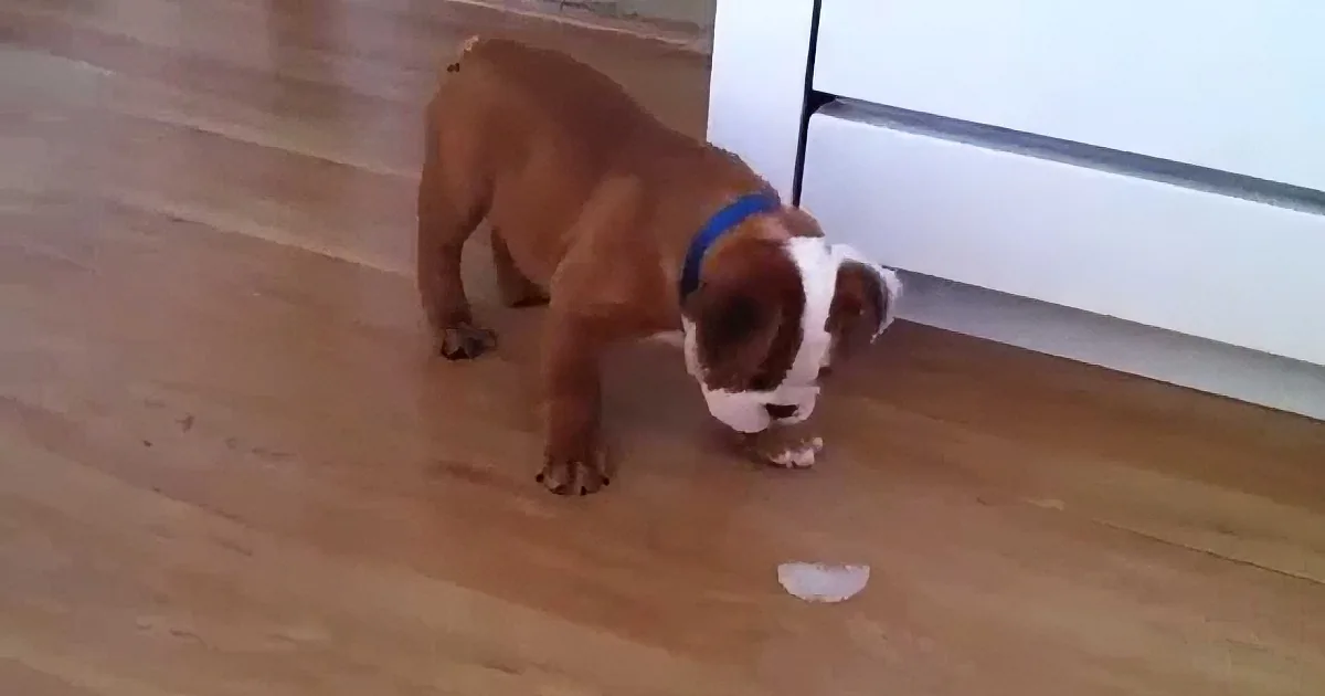A brown and white dog with a blue collar sniffs something on a wooden floor near a white cabinet.