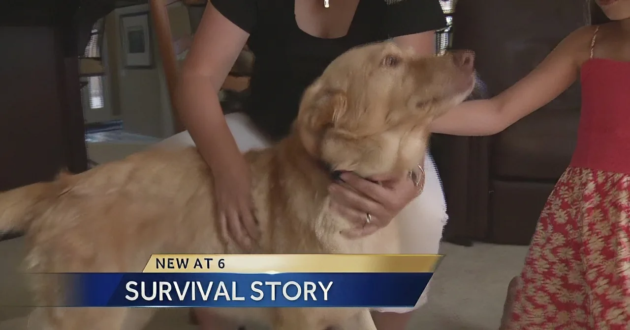 Dog Miraculously Returns Home After Going Missing for Two Years! Wow!
