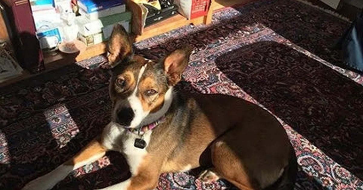 Two Dog Pals Separated at the Shelter End up in the Same Loving Home! Aww!