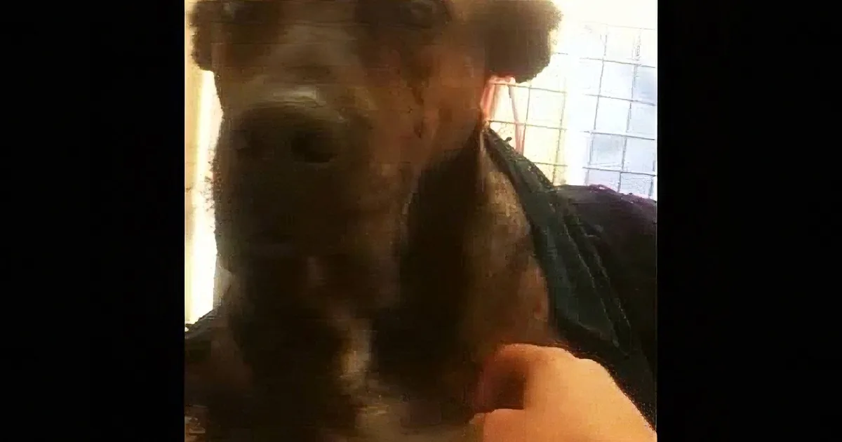 Stray Dog Fends for Himself for 7 Months... Until a Miracle Happens! OMG!