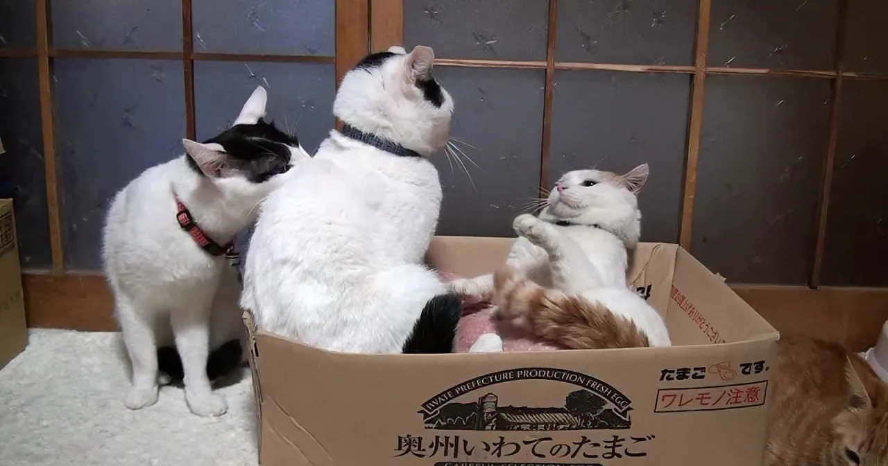 Two Cats Are About to Fight. Watch What the One Cat Does!