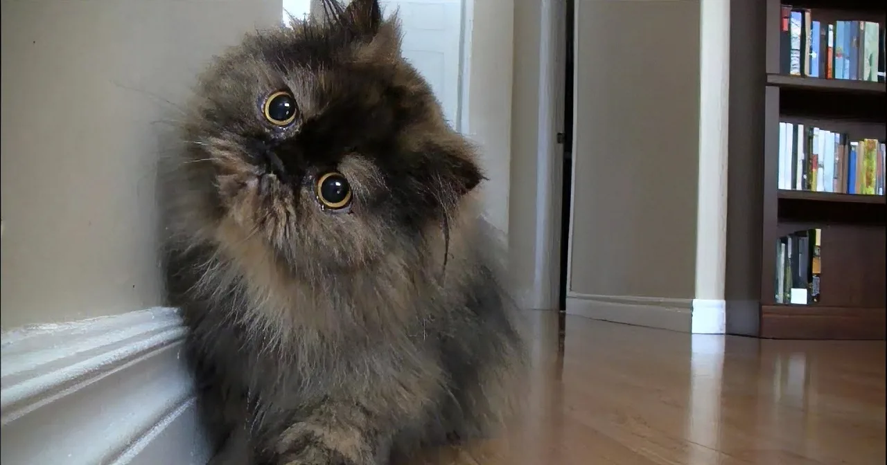 They Setup a Secret Camera to See if Their Cat Would Notice. Now Watch What Happens!