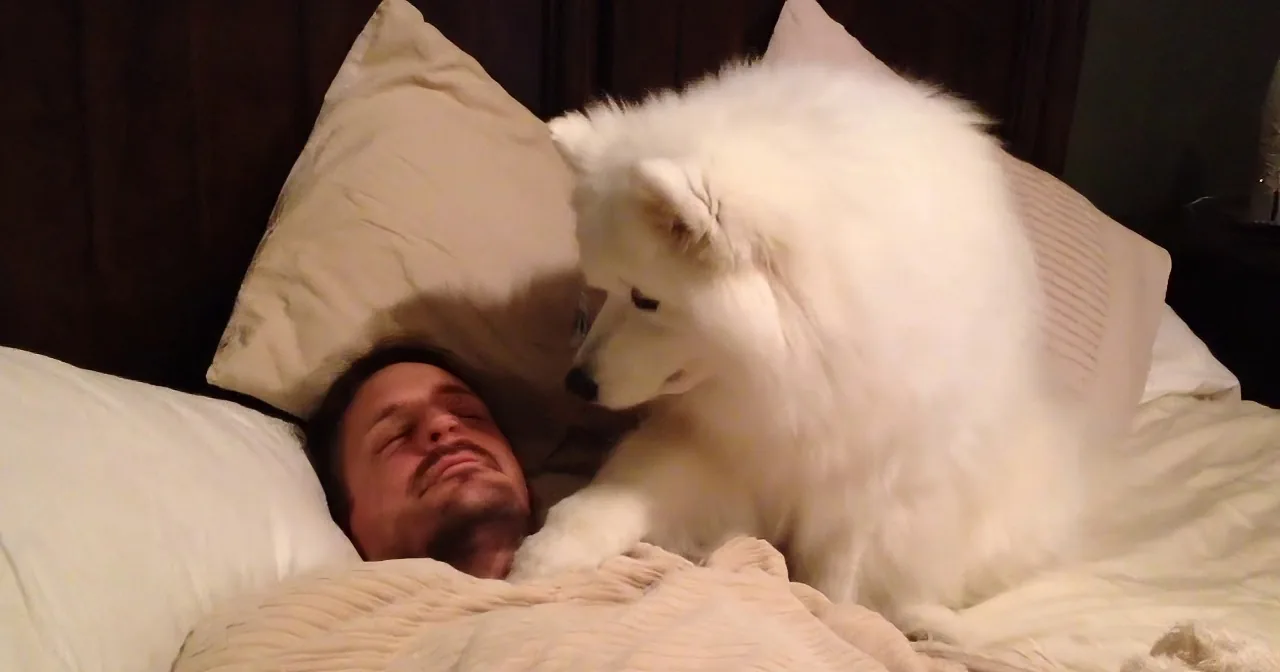 A fluffy white dog is playfully interacting with a person lying in bed, both covered with a striped blanket.