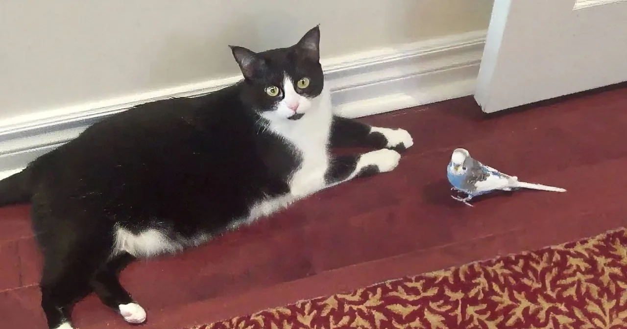 Budgie the Bird Who Thinks He Is a Cat - Watch This!