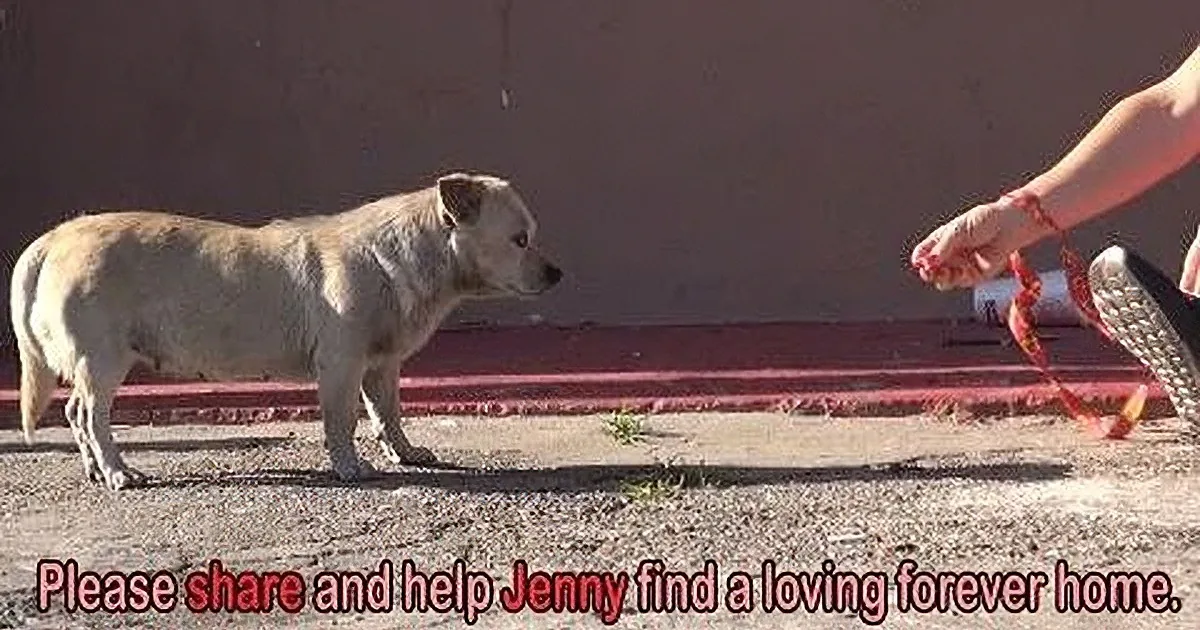 Scared Stray Chihuahua Is Rescued and Nursed Back to Health! OMG!