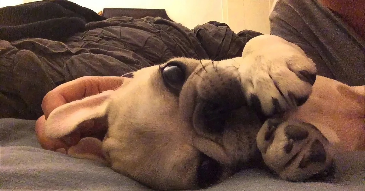 This Rare Silver Pug Growing up Will Melt Your Heart! Aww!