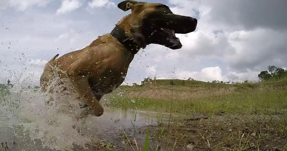 Amazing Dog Stops Poachers and Saves Endangered White Rhino! OMG!