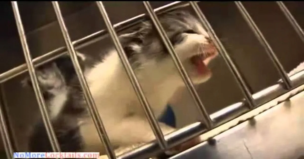 A distressed cat with a white and gray coat is inside a metal cage, appearing to meow or cry out.
