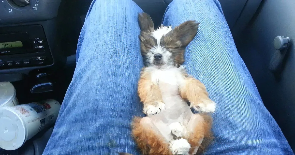 A small, fluffy puppy with brown and white fur is lying on someone's lap in a car.