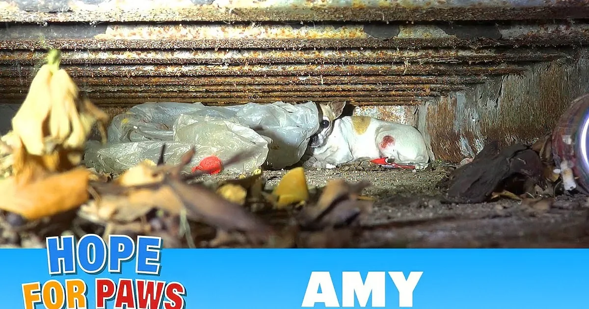 A dog is trapped under a heavy, rusted object, surrounded by debris and dirt.