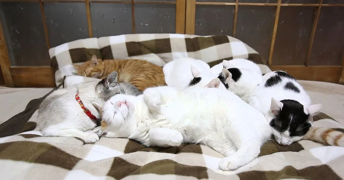 Several cats, including white and black-and-white ones, are cuddling and sleeping together on a checkered blanket.
