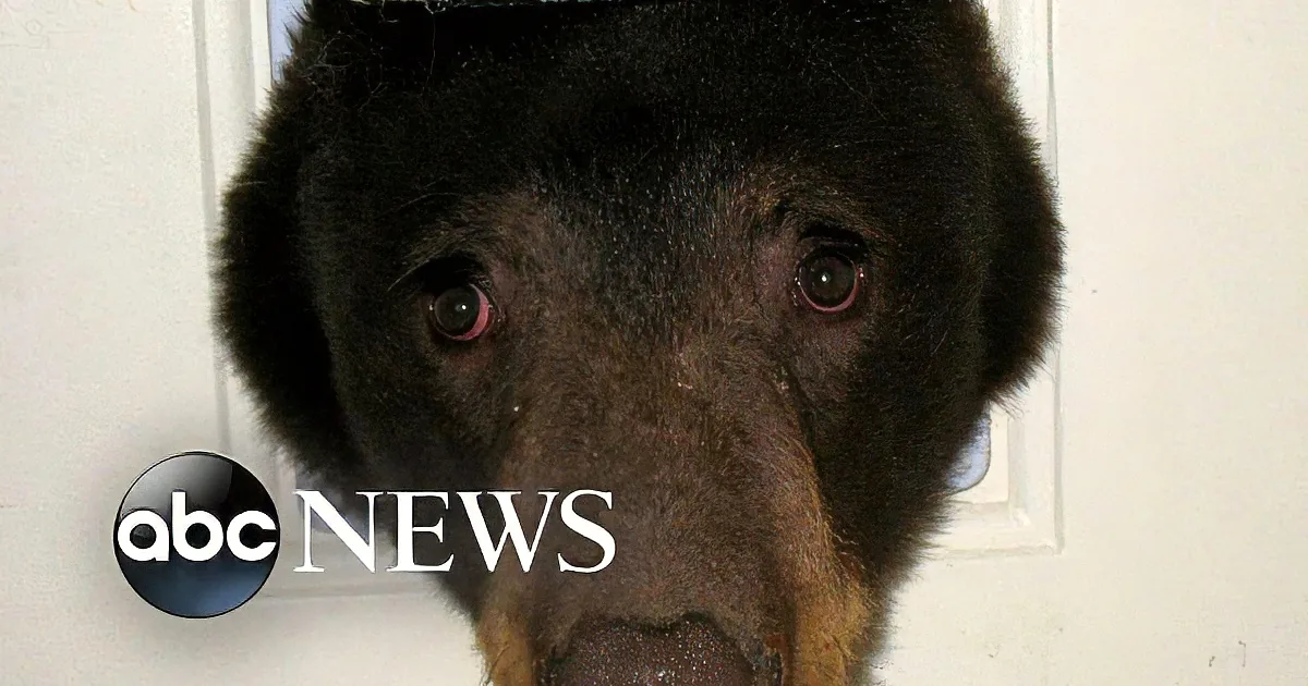 A close-up of a dark-furred animal, possibly a bear, with a white door in the background.