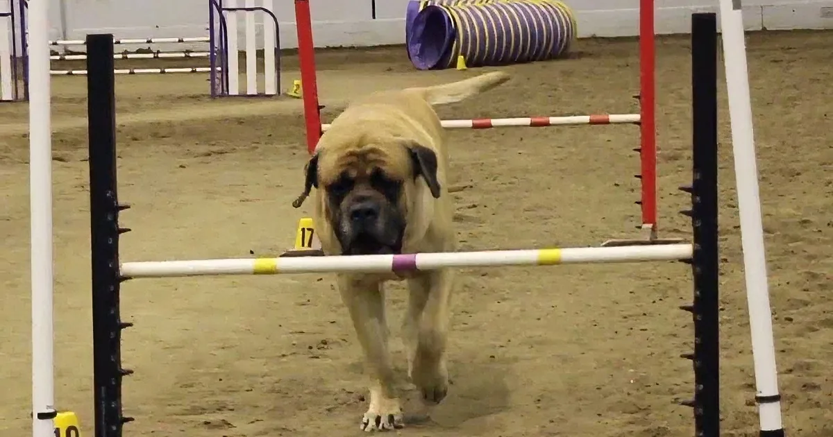 A large dog, possibly a mastiff, is mid-jump over a hurdle in an agility course.