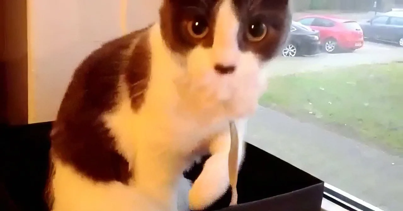 Watch What This Cat Does When She Realizes That She''s Being Recorded! LOL!