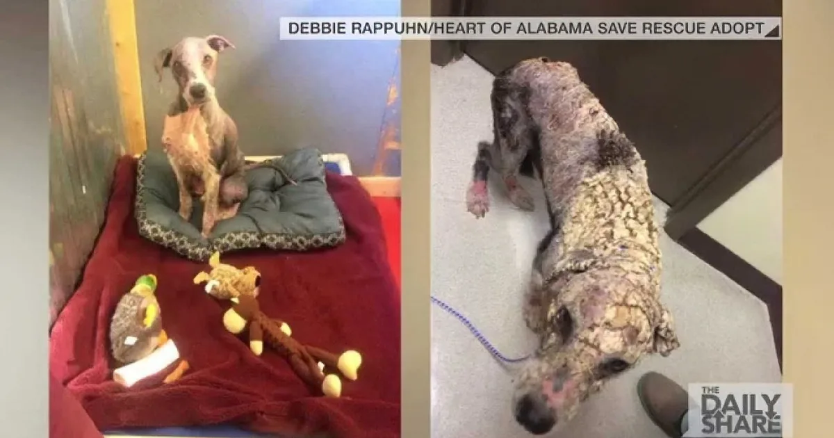 A dog, initially healthy, is shown in various stages of neglect and recovery, highlighting the impact of abandonment.