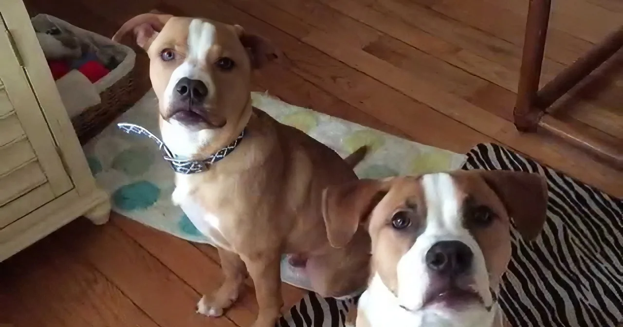 Two brown and white dogs with bandanas sit on a wooden floor, looking up attentively.