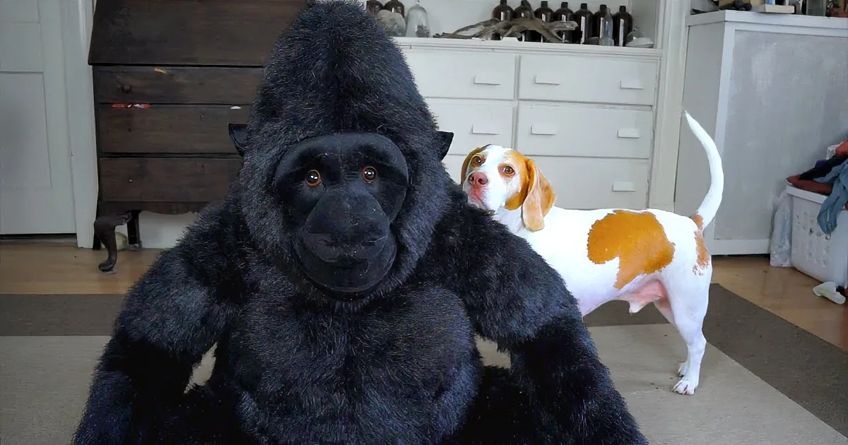 Adorable Dog Falls in Love With Stuffed Gorilla! Aww!