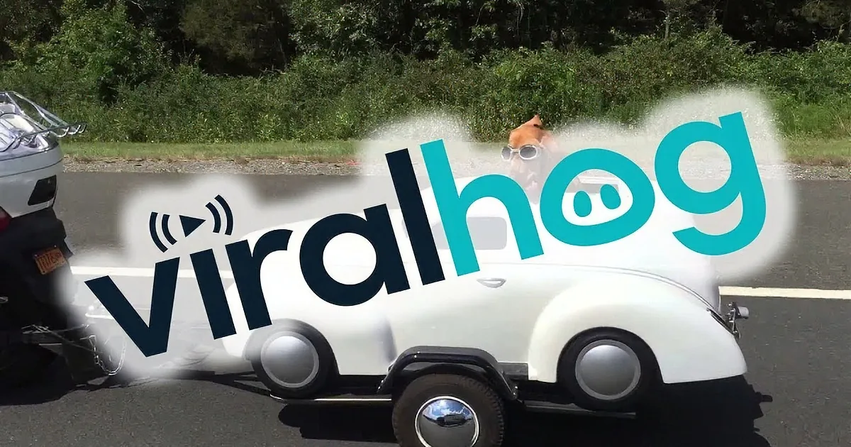 Biker Takes Dog Along on Ride in Sidecar! LOL!