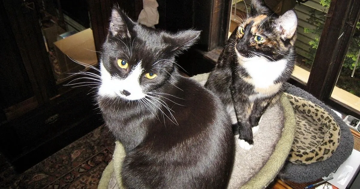 Watch This Adorable Video of People Becoming Foster ''Failures'' to These 2 Kittens!