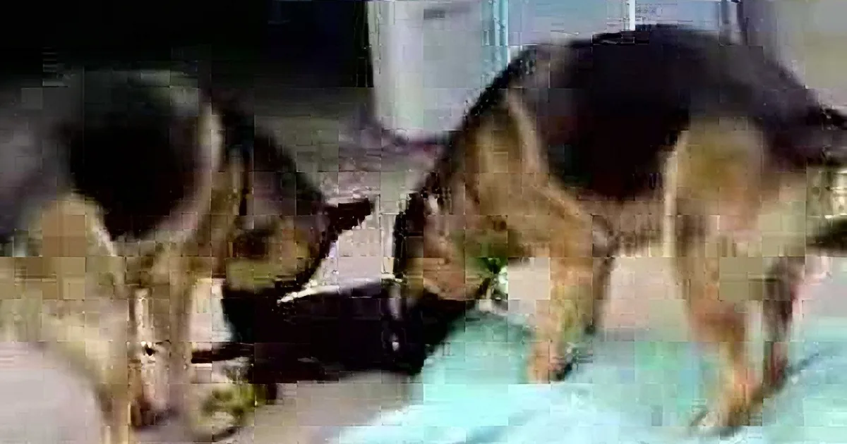 Chocolate Labrador Puppy Likes to Chase German Shepherds! LOL!