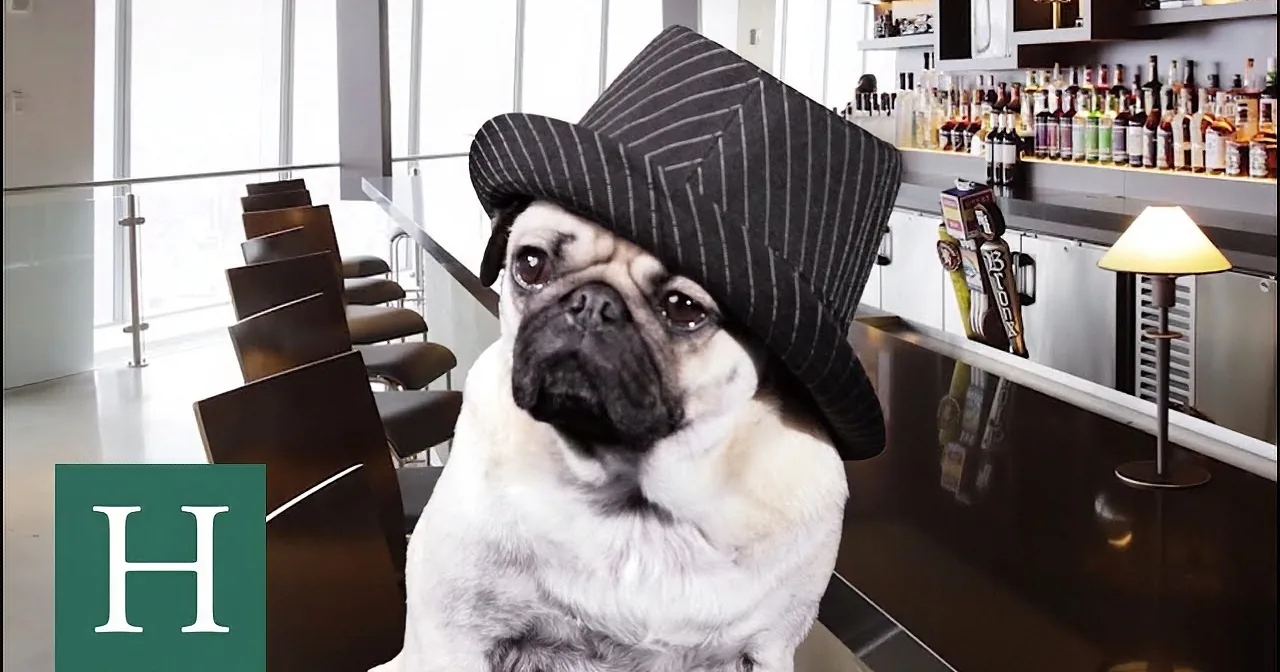 A pug wearing a black pinstripe hat sits at a bar, looking slightly to the side.
