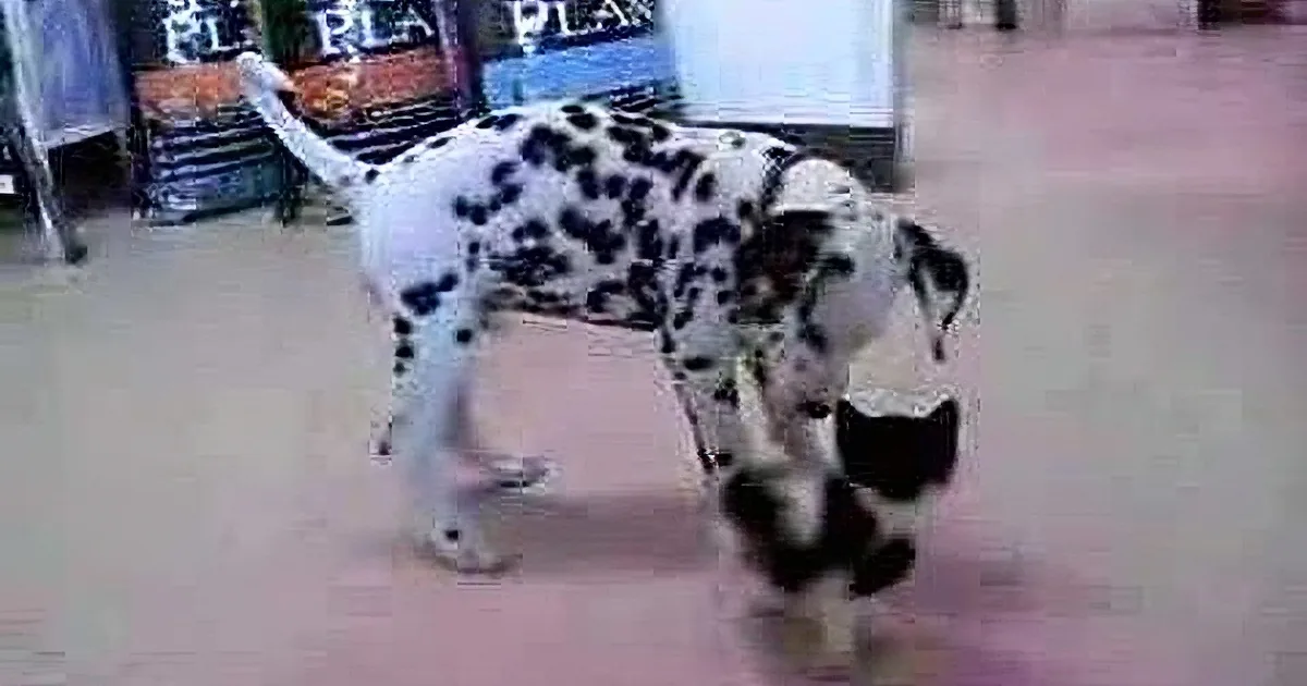 A Dalmatian dog is standing on a tiled floor, looking down at something.