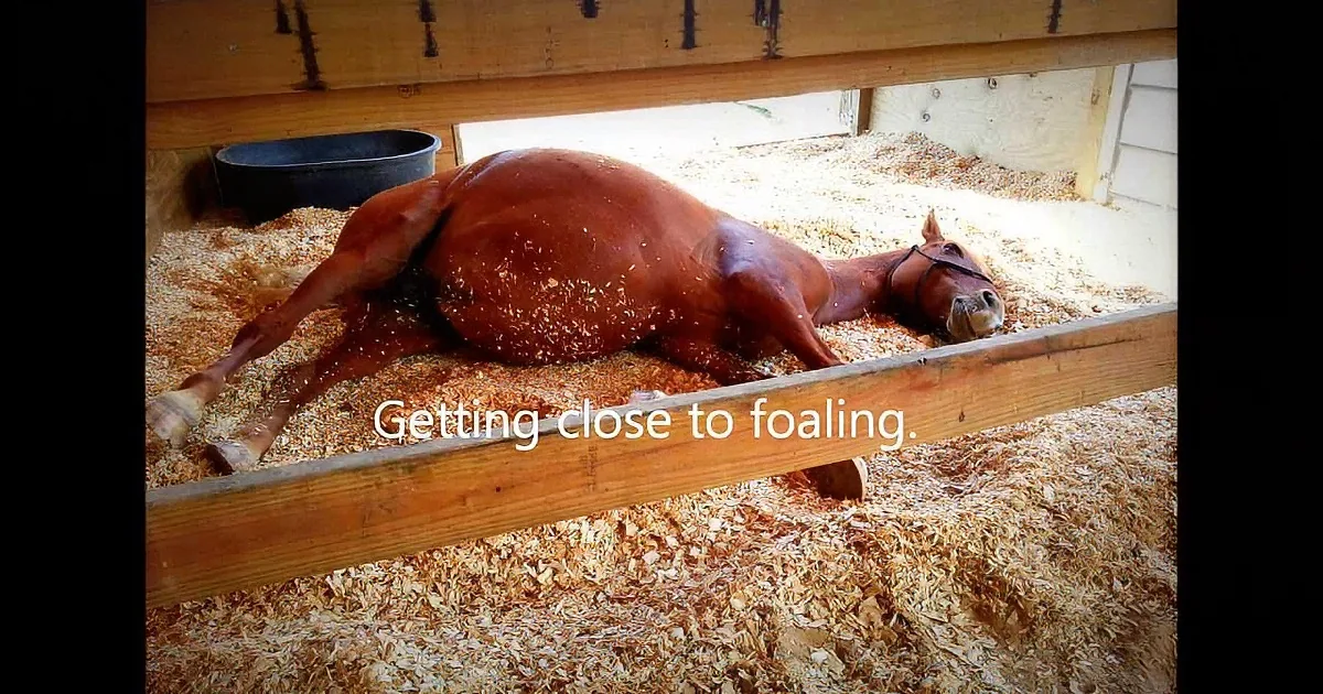 This Horse Wasn't Supposed to Live to Give Birth. When She First Lays Eyes on Her Baby? Wow!