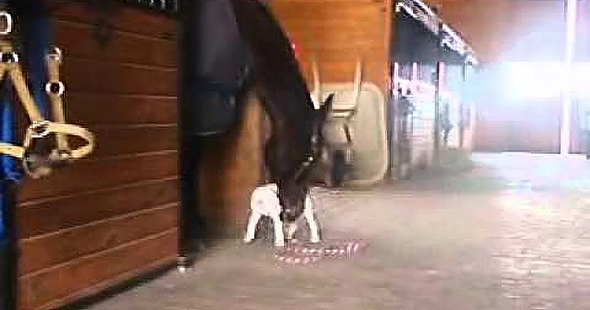 A horse stands in a stable, its head lowered, with a small white dog nearby.